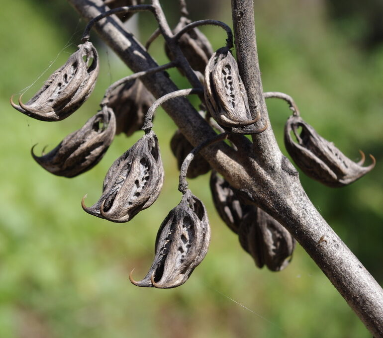 Devils Claw